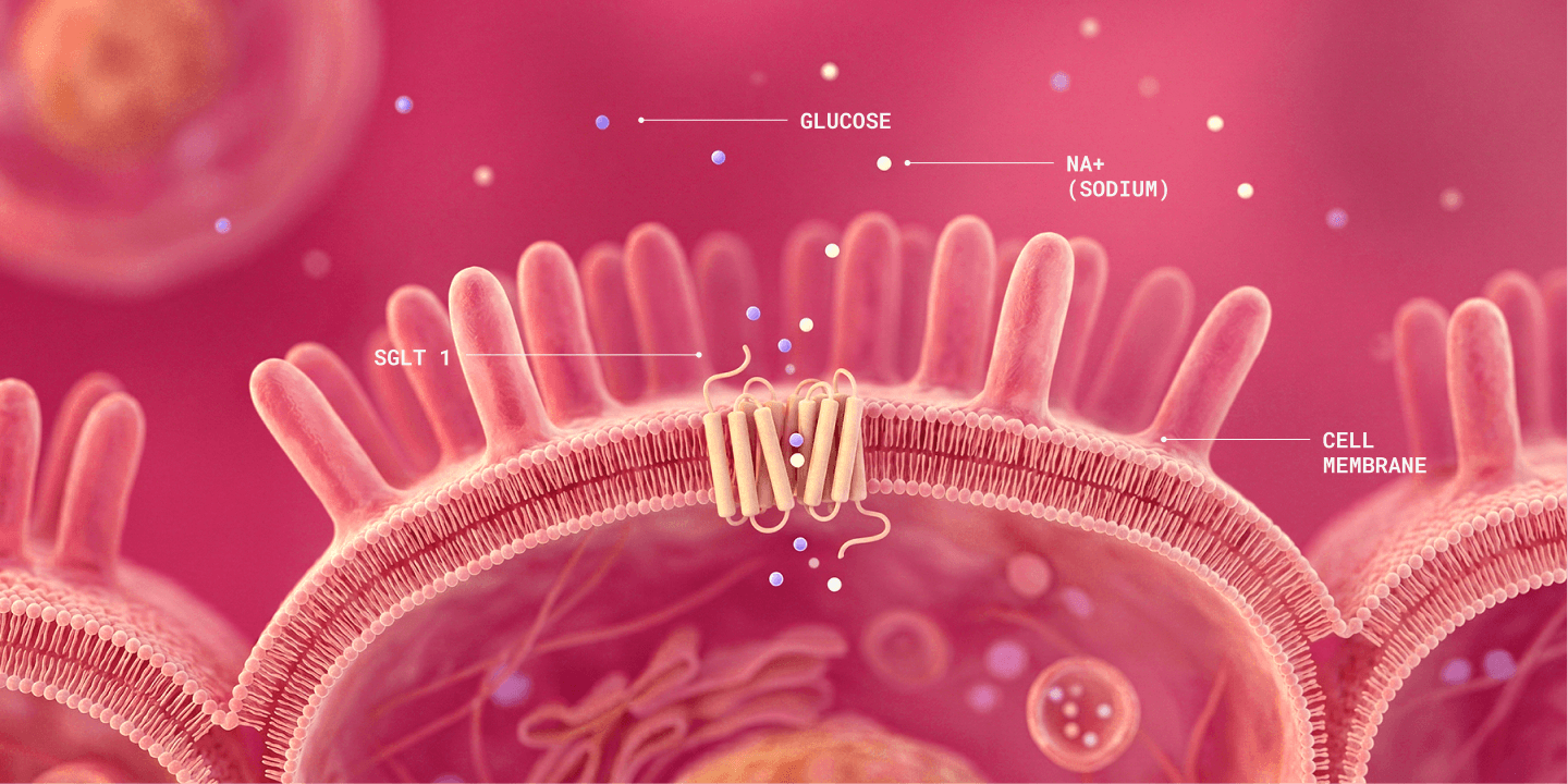 Hydration absorption illustration